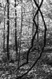 Entwined 4